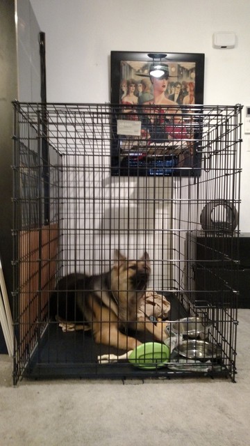 midwest 54 inch dog crate