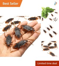 Delightful 10PCS Cockroach Joke Toy Set - For Hauntingly Fun Experiences