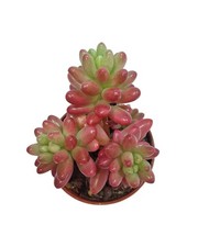Sedum rubrotinctum