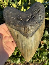 Megalodon Shark Tooth 6.28 Fossil Shark Teeth
