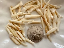 5PC Whitetail Deer Teeth for Making Teeth Necklace Crafts Goth Taxidermy