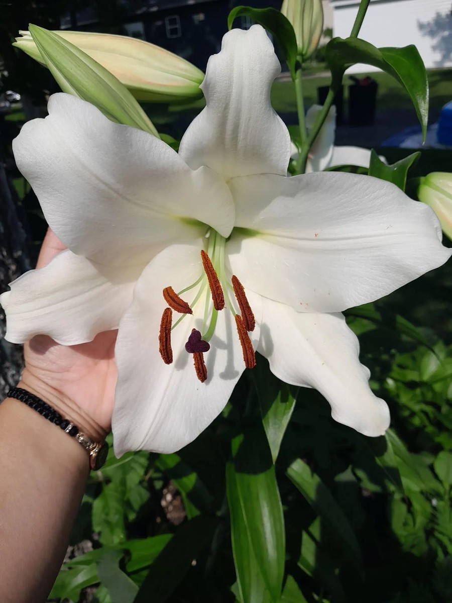 Fragrant Casa Blanca Lily Bulb 1-2", Large Oriental Lily Perennial | eBay