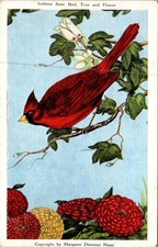 Indiana State Bird Cardinal with Tulip Tree & Zinnia Vintage Postcard