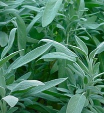 Herb Sage Broad Leaved x 1 plug plants seedlings perennial
