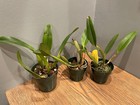 C. lueddemanniana 3 Pack (Pack #1) Species Cattleya Orchid Plant — photo 4