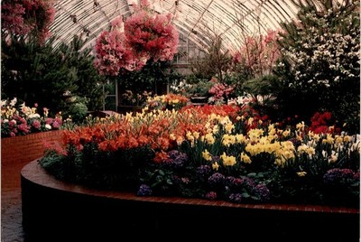 Phipps Conservatory, Pittsburgh, PA, Spring Flower Show, Serpentine Postcard