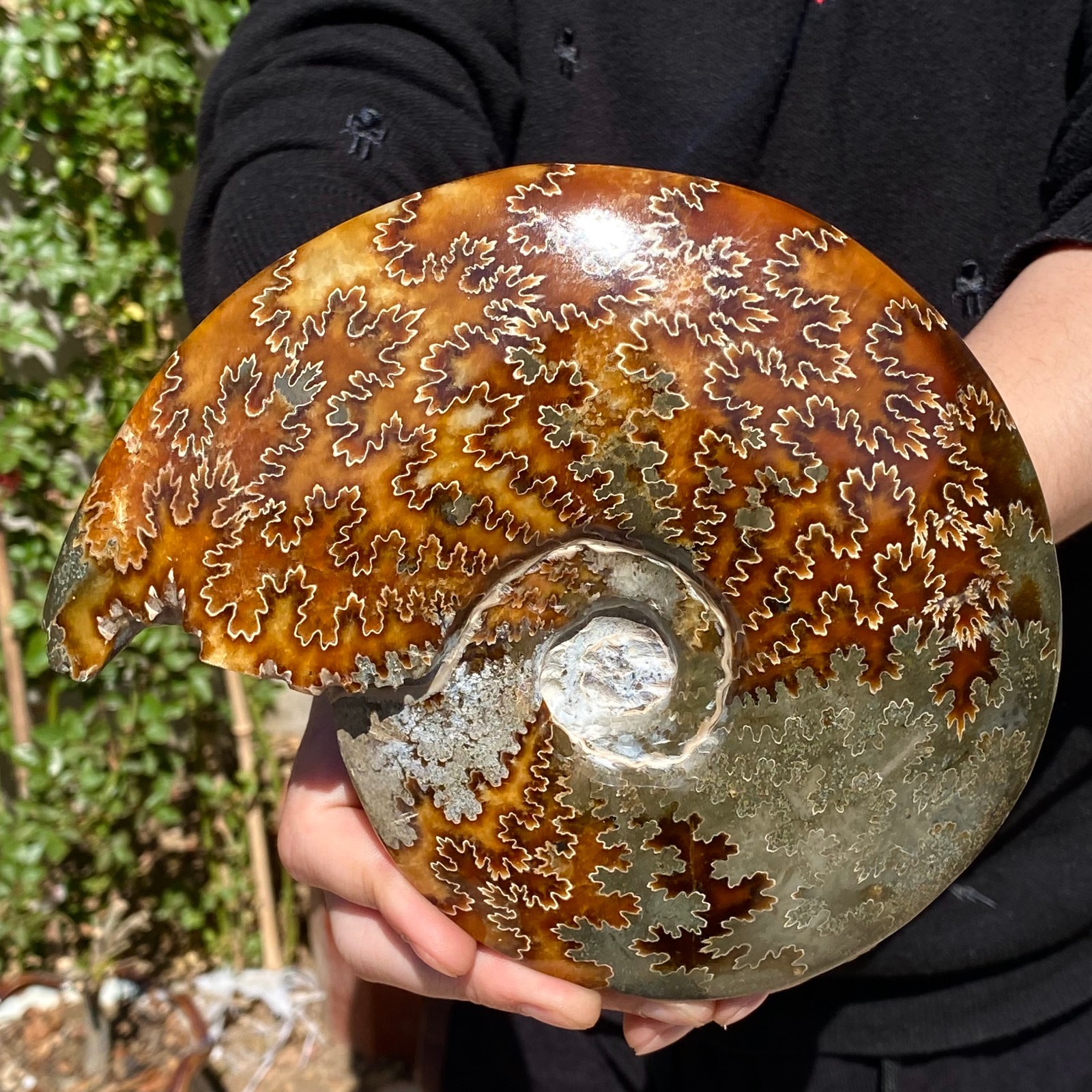 2.75LB Rare natural polished Natural conch fossil specimens of Madagascar
