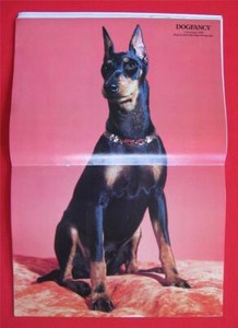 RARE Collectible ~ MANCHESTER TERRIER Issue ~ DOG FANCY Magazine ~ Nov 1991 #