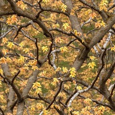 Tactical Camouflage 376 - 20" x 38" Hydrographic Film Hydro Dipping