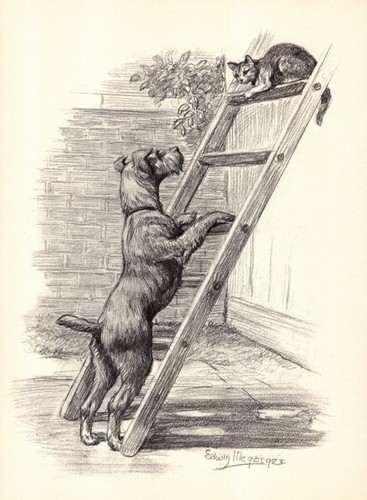 Antique Irish Terrier Dog Print 1950s Edwin Megargee Art Illustration 6400d