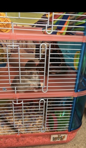 Lazybones LBH8P Levels Hamster Cage Pink for sale online UK