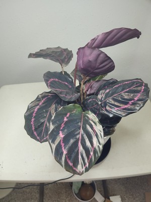 Calathea Dottie Black Rose Roseopicta in a 6-inch Pot 