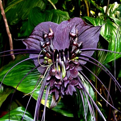 Black Bat Orchid Flower Seeds (Tacca chantrieri) RARE Tropical Garden  Houseplant