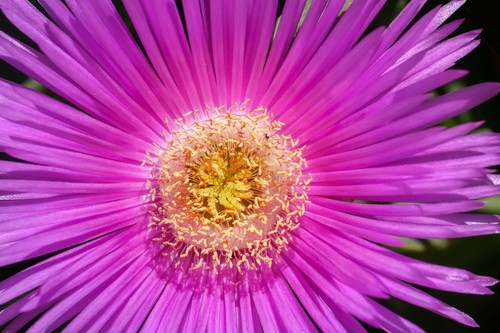 10pz Carpobrotus edulis rosa e gialli 30cm PIANTE CON RADICE - Fico Ottentotti - Foto 4 di 5