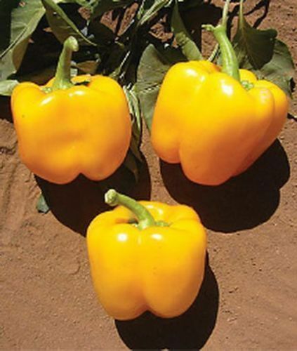 Semi Di Peperone California Wonder - Piante Grandi E Fruttifere, Circa 40 Semi, Per Orto Estivo - Foto 2