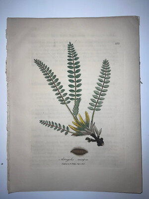 2nd Ed Woodville Medical Botany 1810 H/C Botanical Engraving Stemless Milk Vetch