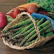 Jersey Knight Asparagus Seeds (20+ Seeds) | Non GMO | Vegetable Fruit Herb Flowe