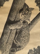 Lee Evans 1976 Bobcat Wildlife Print Vintage Pen Ink Art 22x17 Unframed