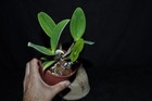 Cattleya violacea var. coerulea very nice plant rare species variety in bud!!! — photo 6