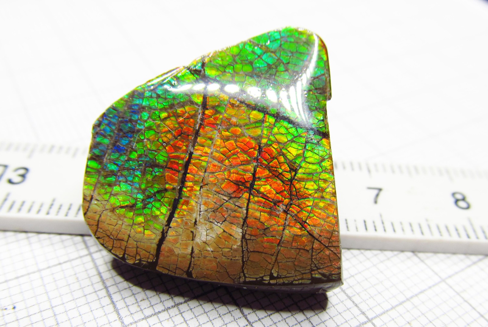 Ammolit, Ammolite, Ammolith “Drachenschuppe” ca. 26 x 24 x 5 mm, ca. 36 Karat! Ammolit, Ammolite, Ammolith “Drachenschuppe” ca. 26 x 24 x 5 mm, ca. 36 Karat!