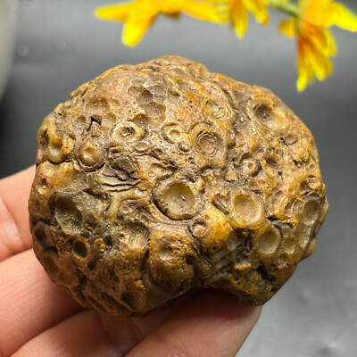121g natural Bonsai Suiseki-Natural Gobi Agate Eyes Stone-Rare Stunning-PN2