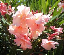 Oleander Stecklinge lachsfarben winterharte Pflanzen Blumen für den Garten Deko