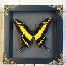 King Swallowtail Butterfly (Papilio thoas) Baroque Deep Box Display Frame Black