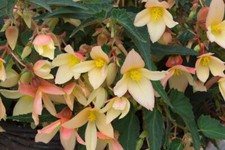Begonia Trailing Starshine Yellow Pack x6 Plug Plants