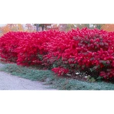 1 Dwarf Burning Bush Sapling BARE ROOT Hardy Shrub Privacy Hedge