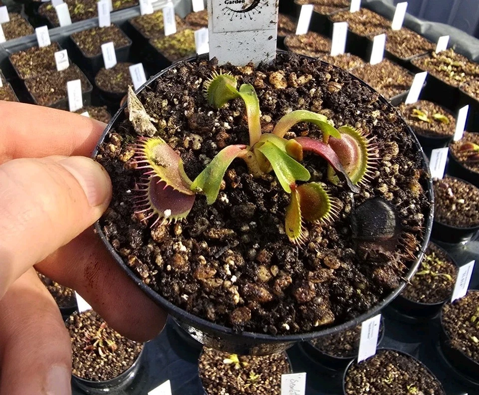 Dionaea muscipula 'Spotty', fleischfressende Pflanzen, Venusfliegenfalle - Bild 1 von 1