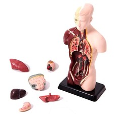 Findel Edu-Science Anatomical Human Torso Model Kit Anatomy Biology STEM