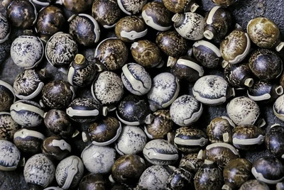 Extatosoma Tiaratum Specimen 20X Feeder stick Insect specimen Eggs (Rare) - Image 1 of 4