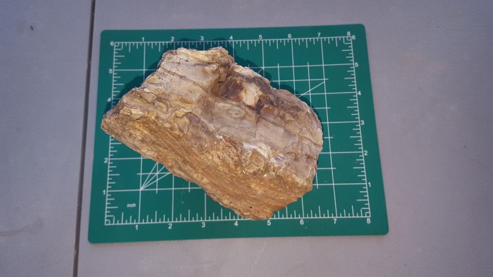 3.47 lb. Opalized Petrified Wood Knot with multiple knots and bark eBay