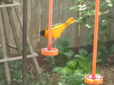 Robin Proof Oriole Feeder.......almost.....read description, new video