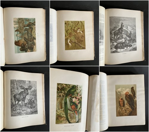 1885 ANIMATE CREATION Complete 3 Vol. JG Wood - Mammalia Birds Fishes & Reptiles - Bild 11 von 17