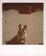 Old Vintage Photo COLOR POLAROID BRUTUS BULLDOG DOG 1976 INSTANT PHOTOGRAPH