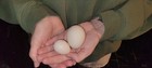 Zombie Chicken Hatching Eggs – F1 & F2 – Auto-Sexing – 6 Eggs — photo 7