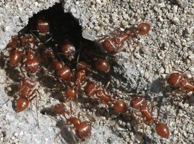 50+ Pogonomyrmex Barbatus Red Harvester Worker Ants Perfect For Ant Farm
