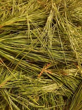 Organic Fresh Harvest Eastern White Pine Needle Tea 4oz or 1/4 lb.