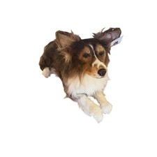 Cuddle Clones Shetland Sheepdog SHELTIE REALISTIC HANDCRAFTED Plush 26"