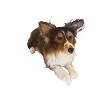 Cuddle Clones Shetland Sheepdog| SHELTIE| REALISTIC HANDCRAFTED| Plush 26"