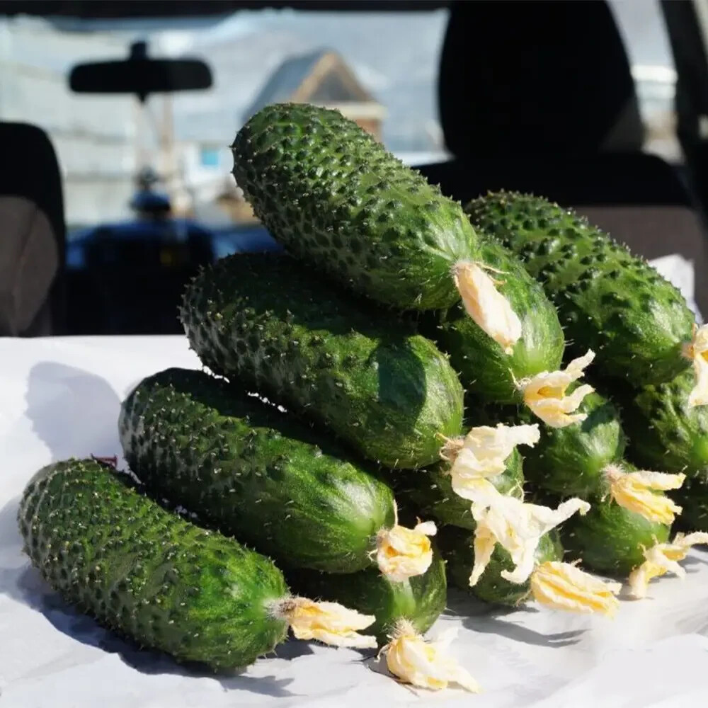 【cucumber】 Amazon.com : Cucumber Seeds, 100+ Straight Eight, Heirloom