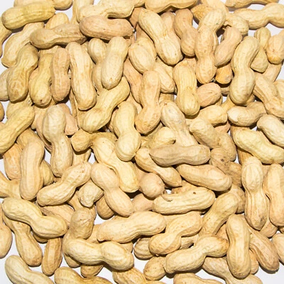 Erdnüsse mit Schale für Futterzwecke NEUE ERNTE High Premium von Paul's Mühle