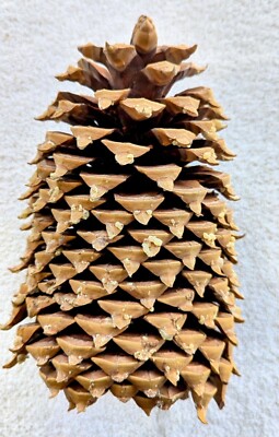  Pinecones Coulter Pinecones 10-12'' | Giant Pine Cones for Craft