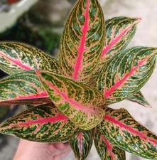 Aglaonema Golden Power, Golden Pink Foliage, Air-purifying Indoor Plant, 3" pot