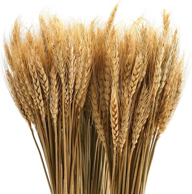 300 Stems 16 Inch Dried Wheat Sheaves, Natural Wheat Stalks Bundle Fall Arran...