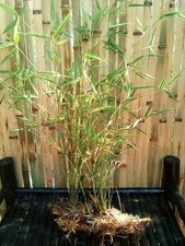 1 GIANT BAMBOO PLANT RHIZOME (BLUE HENON) HAKICHU BAMBOO