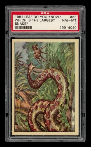 1961 Leaf Do You Know? Set-Break # 33 Which Is The Largest Snake? PSA 8 NM-MT