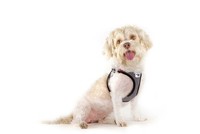 Curli Clasp Vest Geschirr Merino Rot 3XS