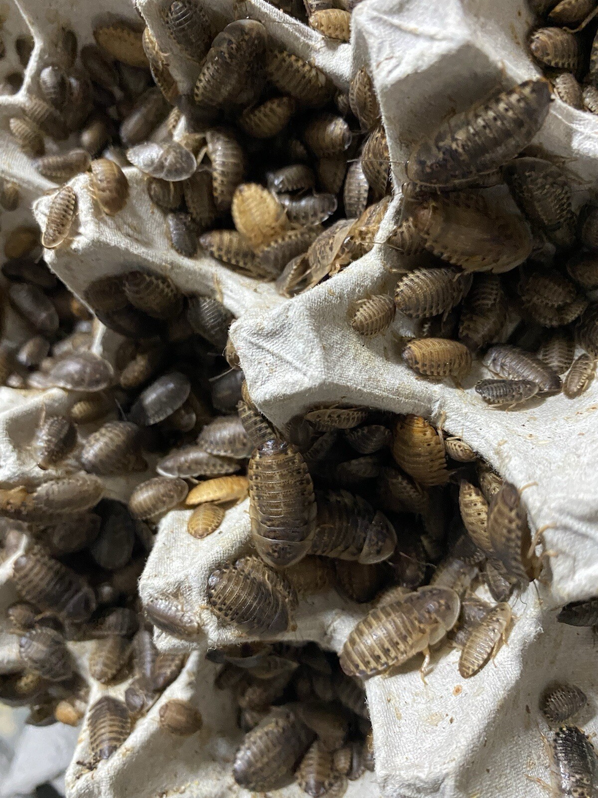 1000 Small Dubia Roaches Live Feeders + 15 Overcount + Free Shipping